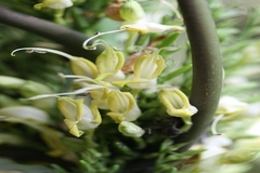 Gymnostachyum latifolium